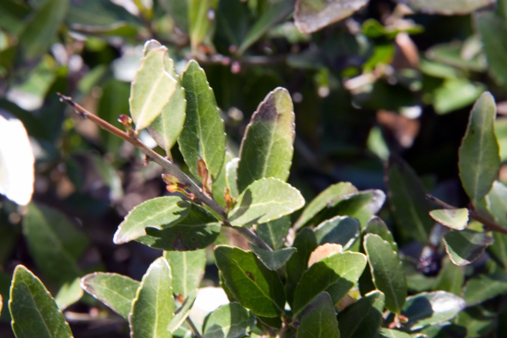 Dwarf Yaupon Holly (Schillings) (3 Gallon) for sale at Florida Palm and Plant Co. in SW Florida