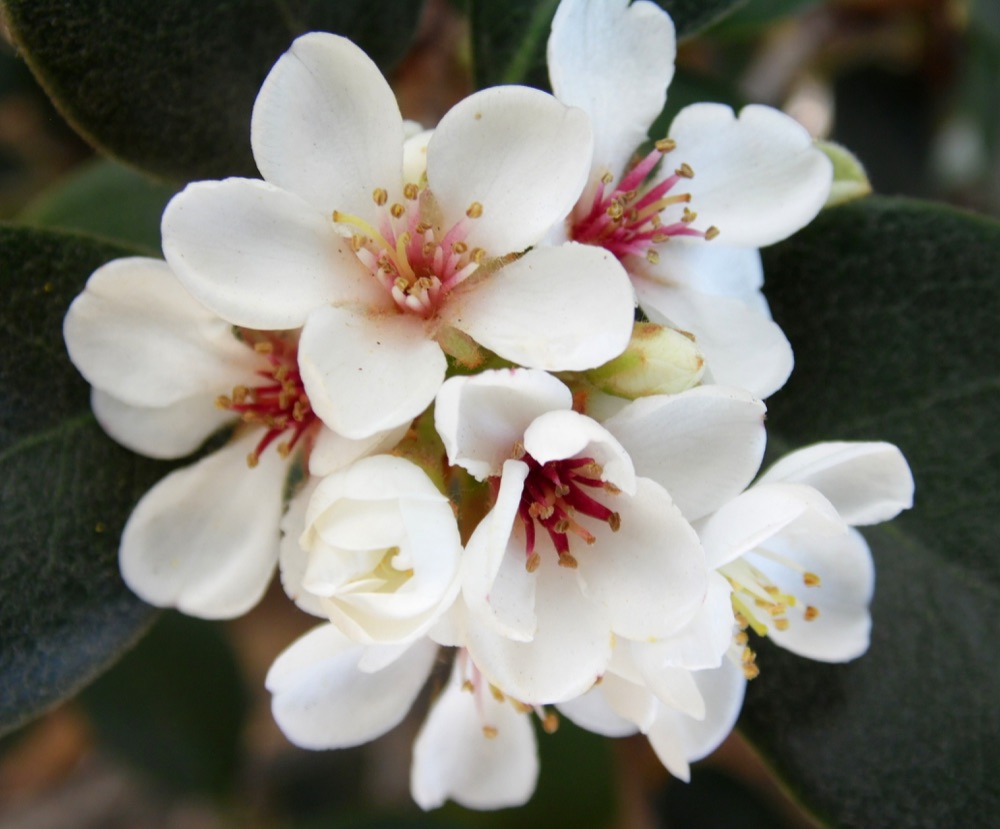 Indian Hawthorn
