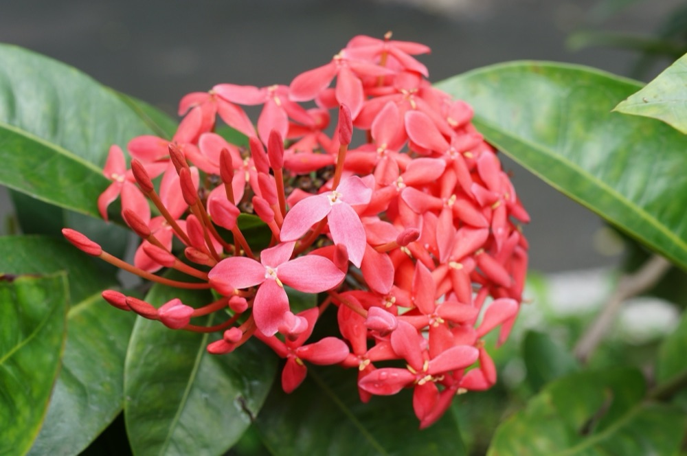 Nora Grant Ixora