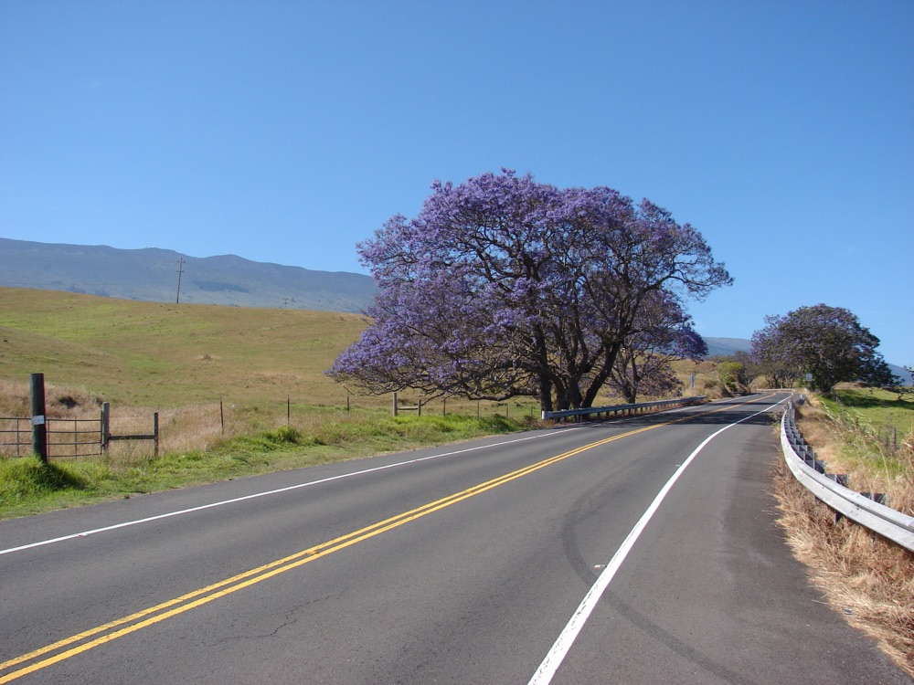 Jacaranda Tree