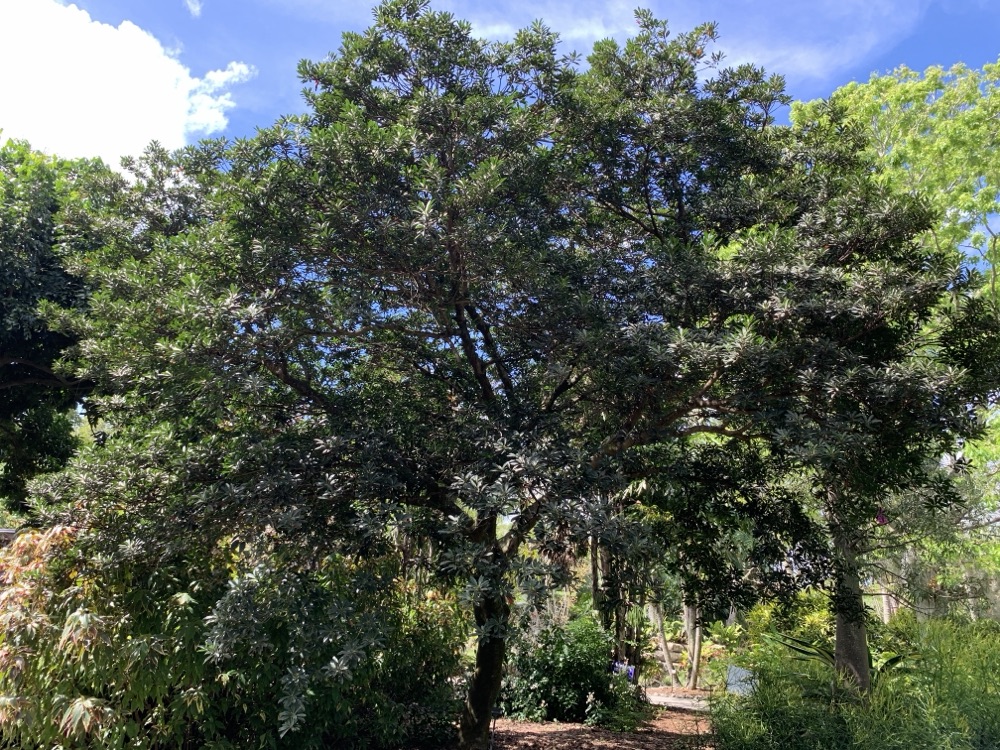 Japanese Blueberry Tree (25 Gallon) for sale at Florida Palm and Plant Co. in SW Florida