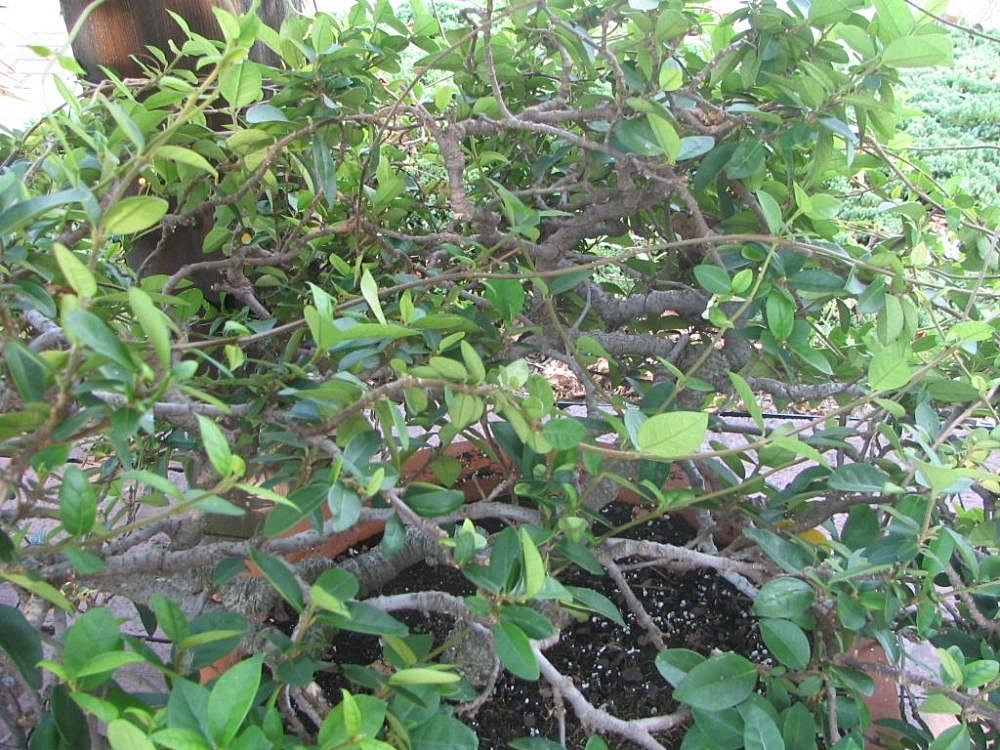 Confederate Jasmine Trellis
