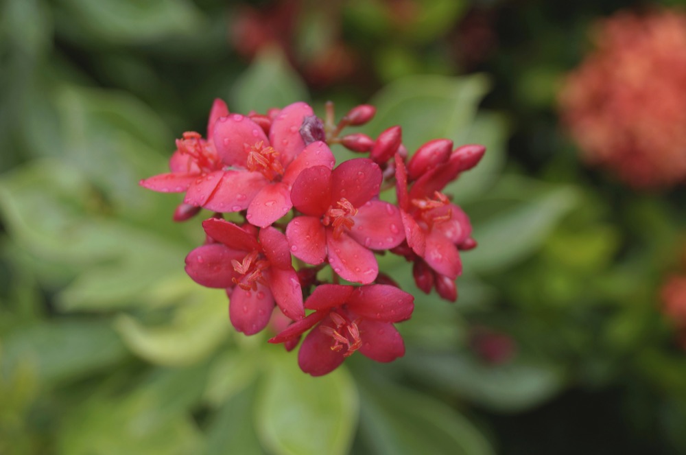 Jatropha Tree