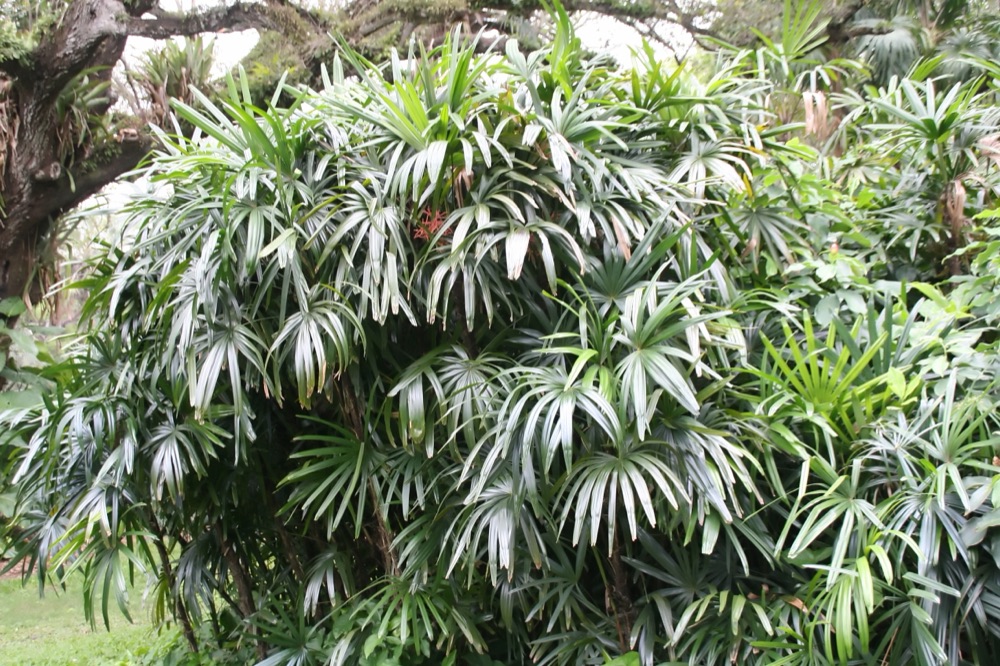 Lady Palm