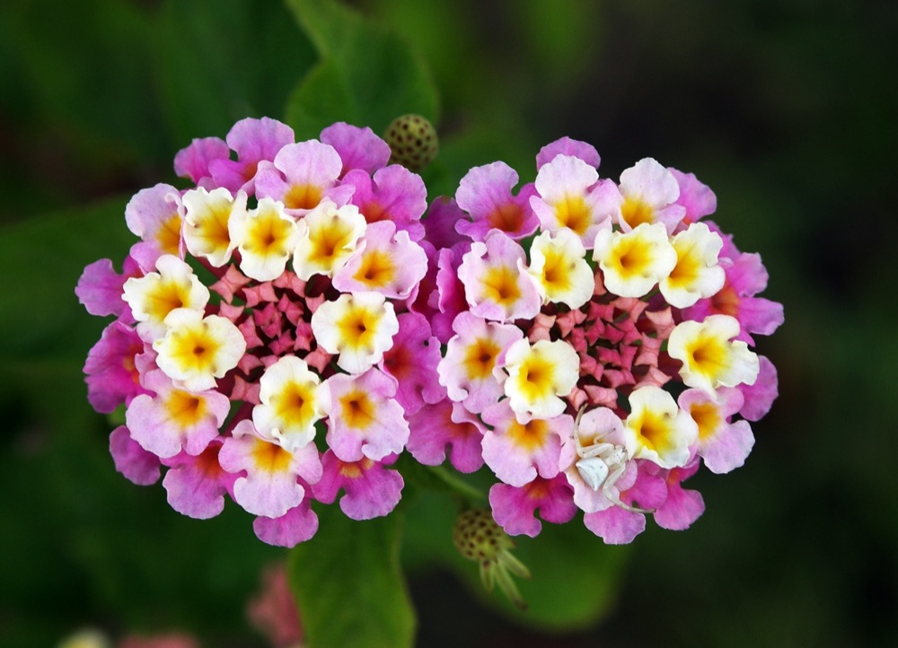 Confetti Lantana