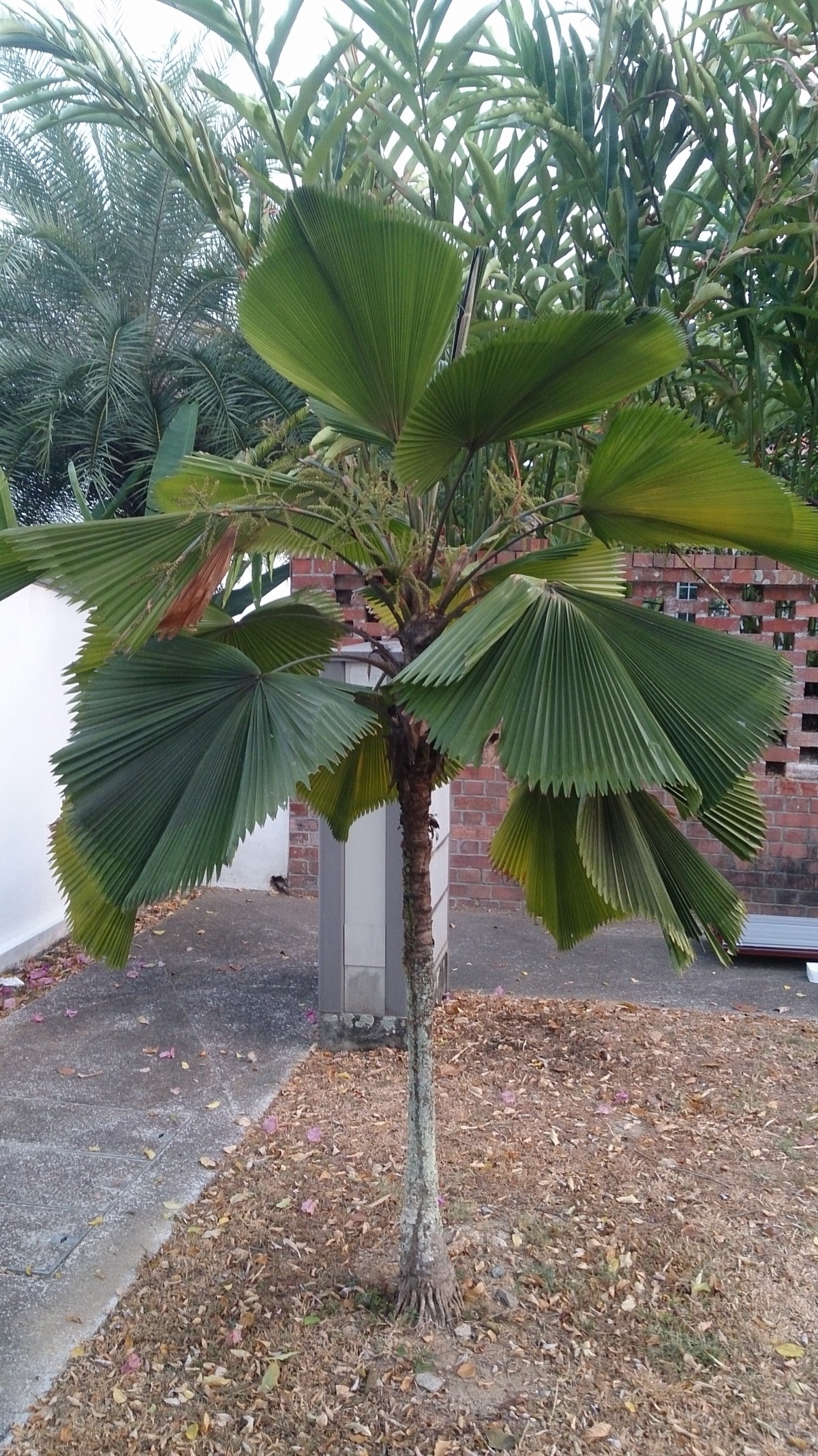 Licuala 'Sumawongii' (Specimen) for sale at Florida Palm and Plant Co. in SW Florida