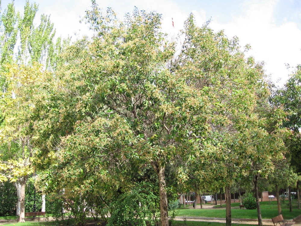 Ligustrum (3 Gallon) for sale at Florida Palm and Plant Co. in SW Florida