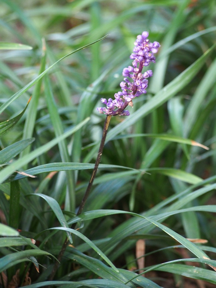 Liriope Super Blue