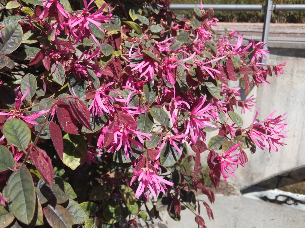 Loropetalum Purple