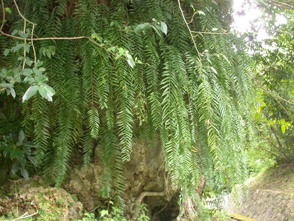 Macho Fern