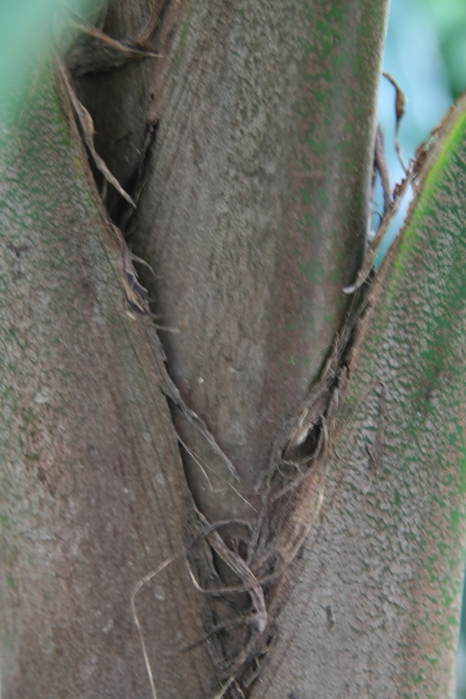 Majesty Palm