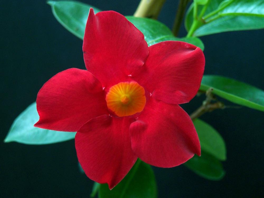 Dipladenia Madina Pink