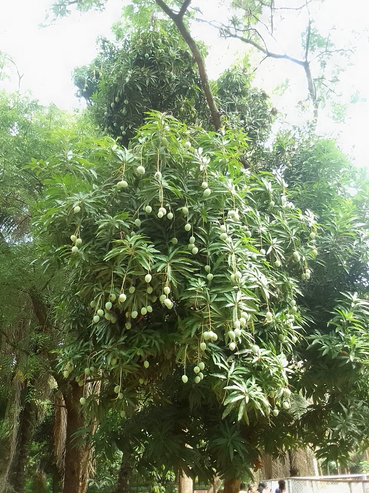 Mango Tree (15 Gallon) for sale at Florida Palm and Plant Co. in SW Florida