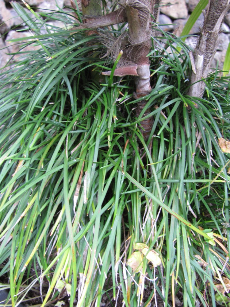 Mondo Grass (1 Gallon) for sale at Florida Palm and Plant Co. in SW Florida