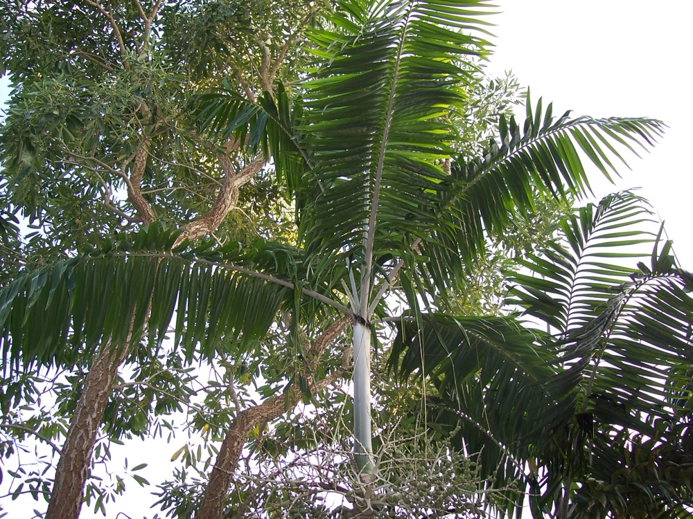 Montgomery Palm (25 Gallon) for sale at Florida Palm and Plant Co. in SW Florida