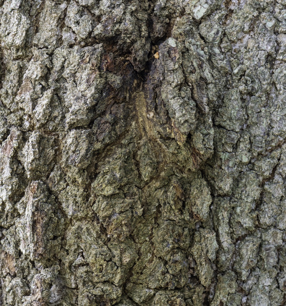 Live Oak Tree