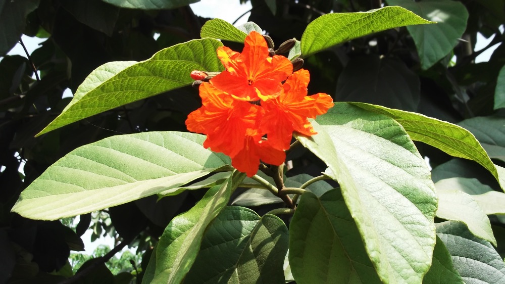 Orange Geiger Tree