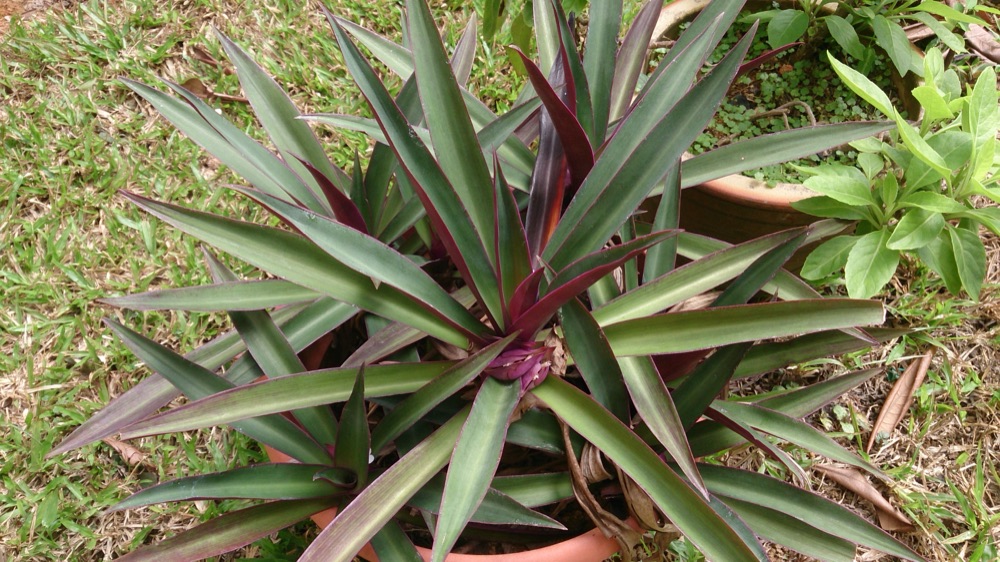 Moses in Cradle (Rhoeo) (1 Gallon) for sale at Florida Palm and Plant Co. in SW Florida