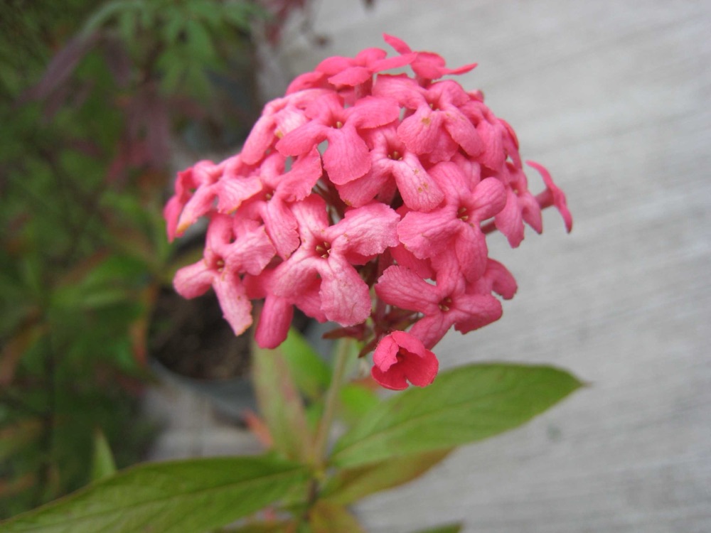 Panama Rose