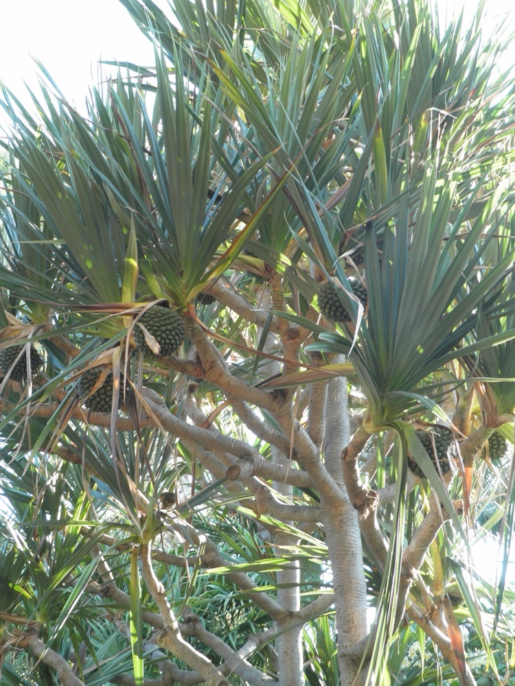Pandanus (Screw Pine) (7 Gallon) for sale at Florida Palm and Plant Co. in SW Florida