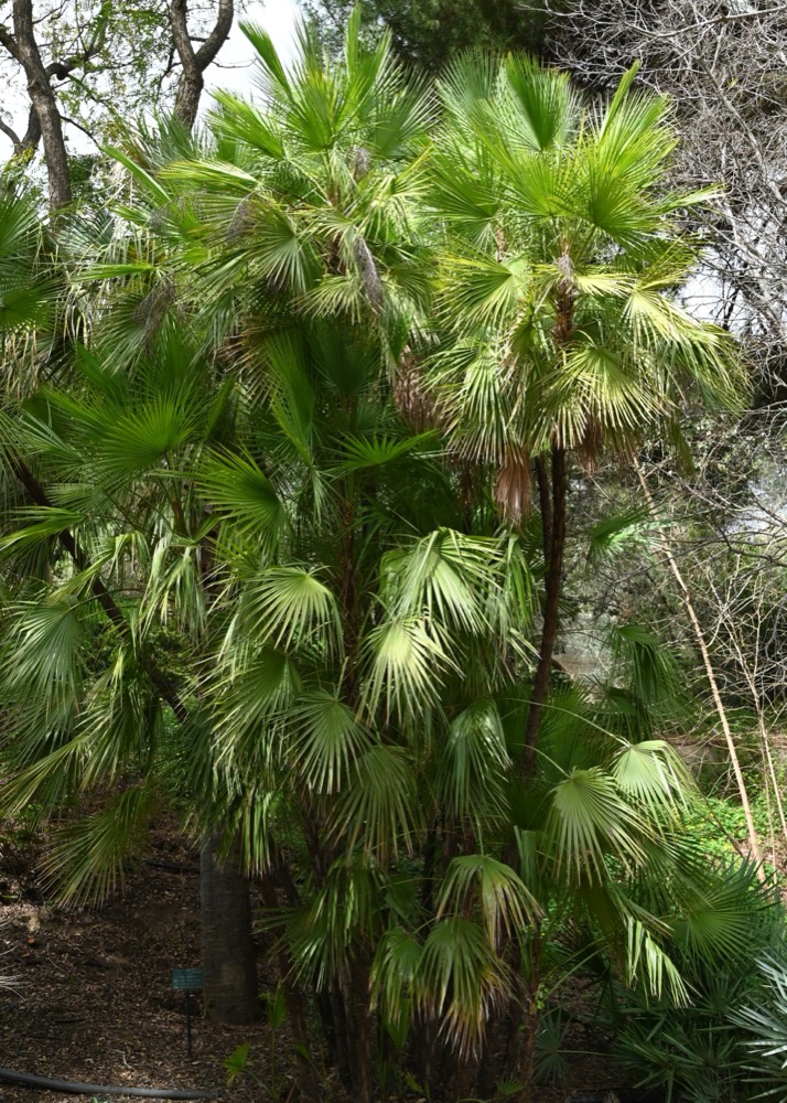 Paurotis Palm