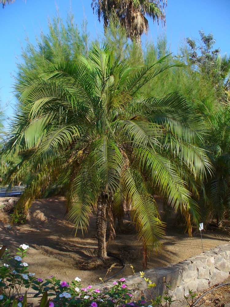 Phoenix Roebelini (Pygmy Date Palm) (3 Gallon) for sale at Florida Palm and Plant Co. in SW Florida