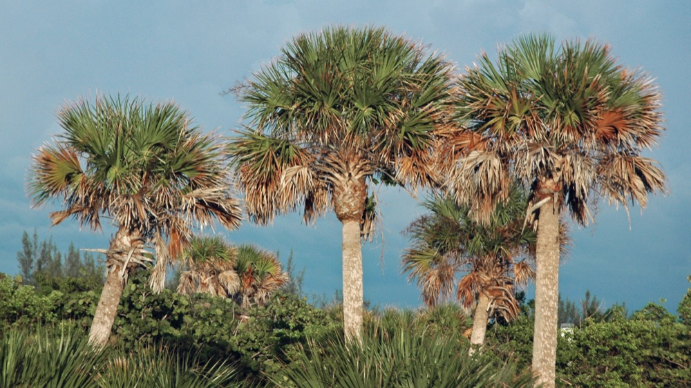 Sabal Palm