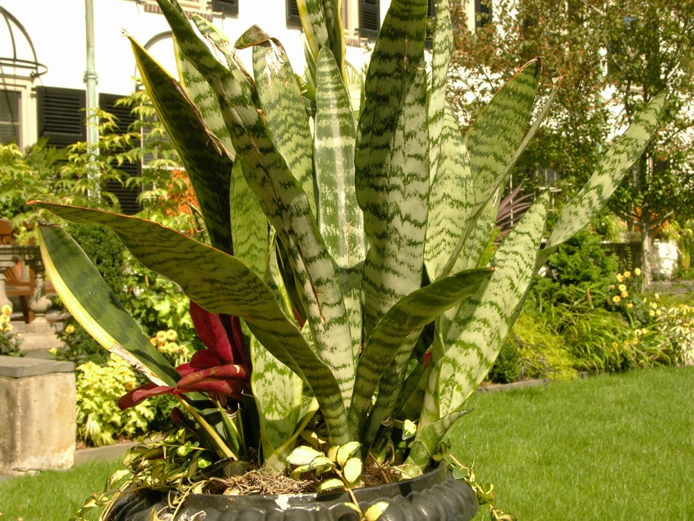 Snake Plant