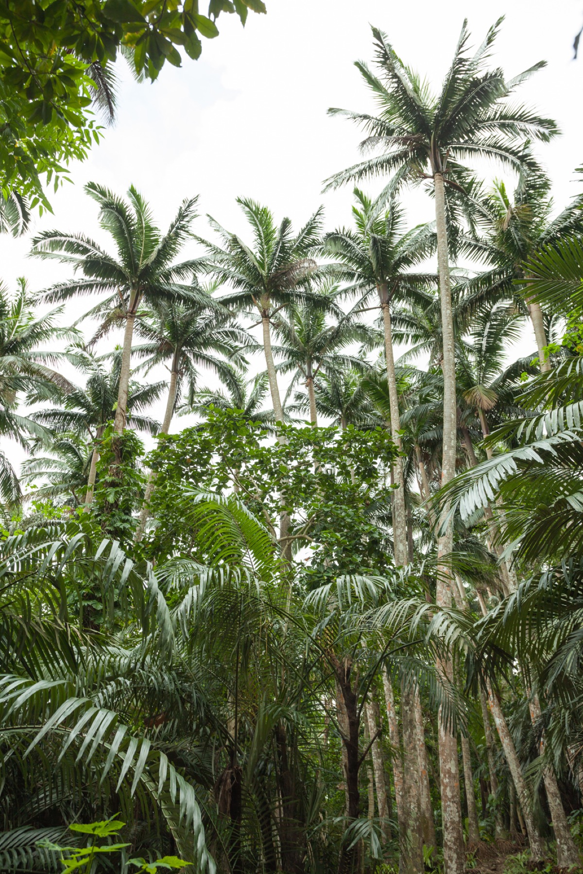Satakentia Palm (Single Trunk — Large) for sale at Florida Palm and Plant Co. in SW Florida