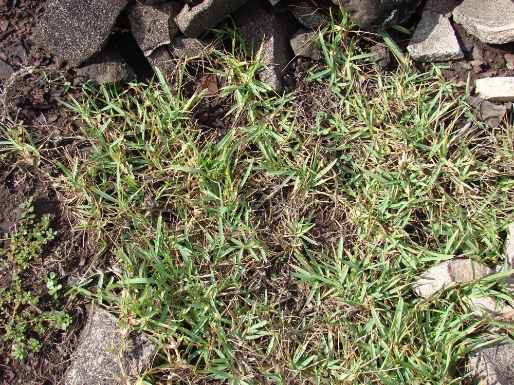 Bahia Sod (Per Piece) for sale at Florida Palm and Plant Co. in SW Florida