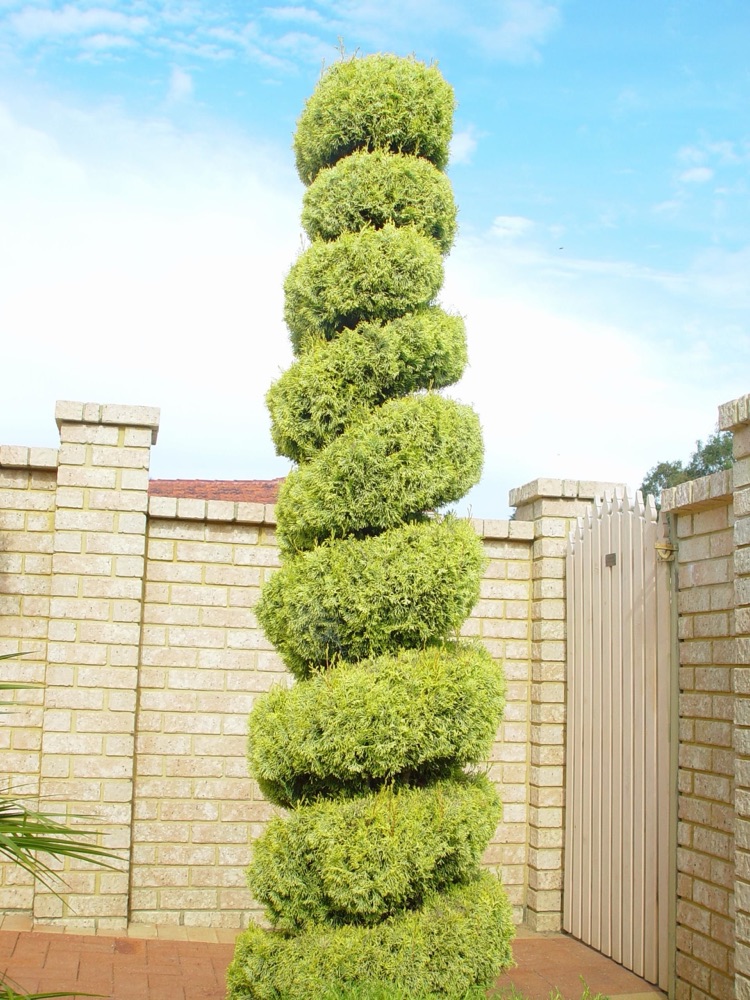 Spiral Topiary Tree