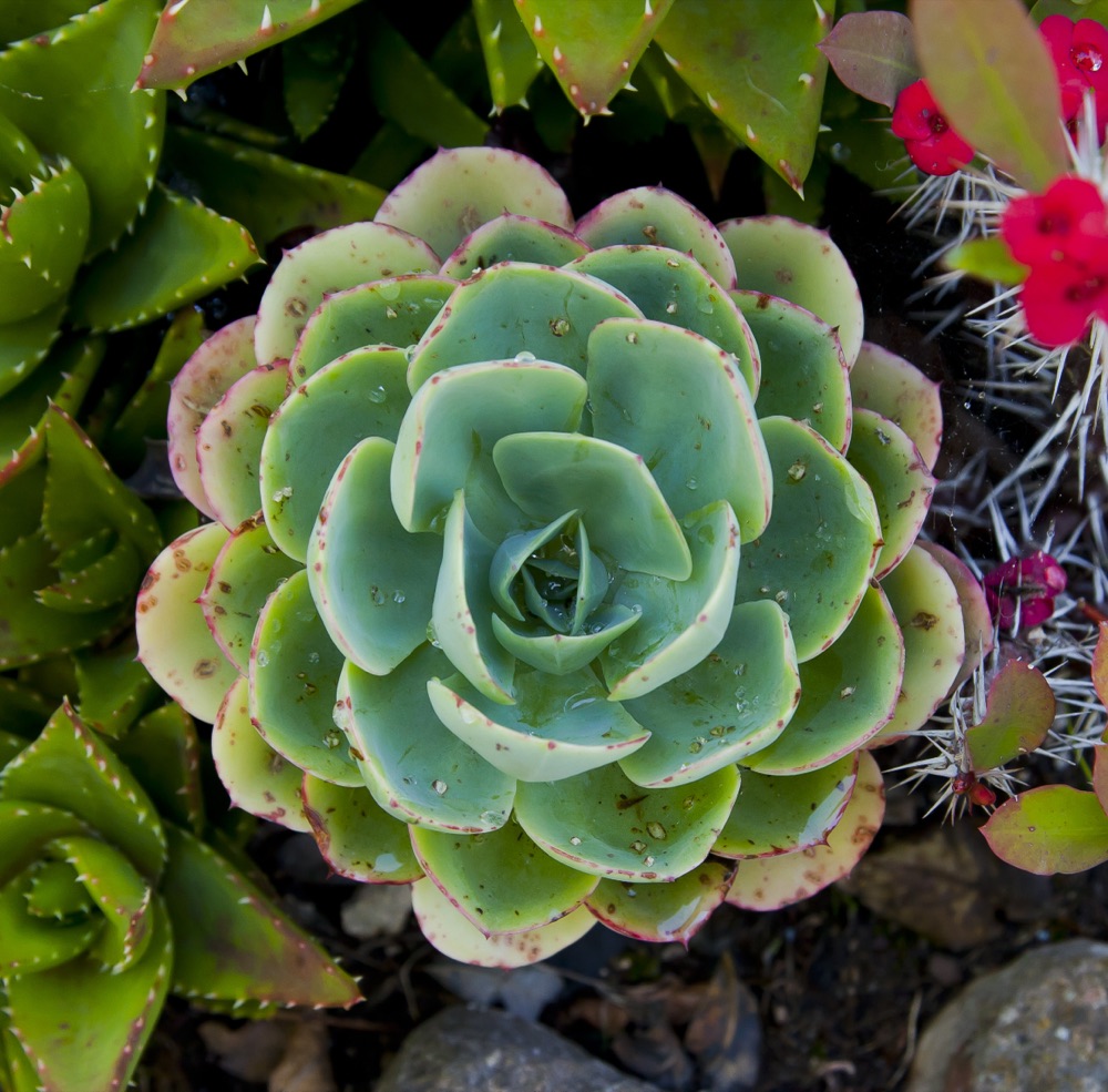 Succulent