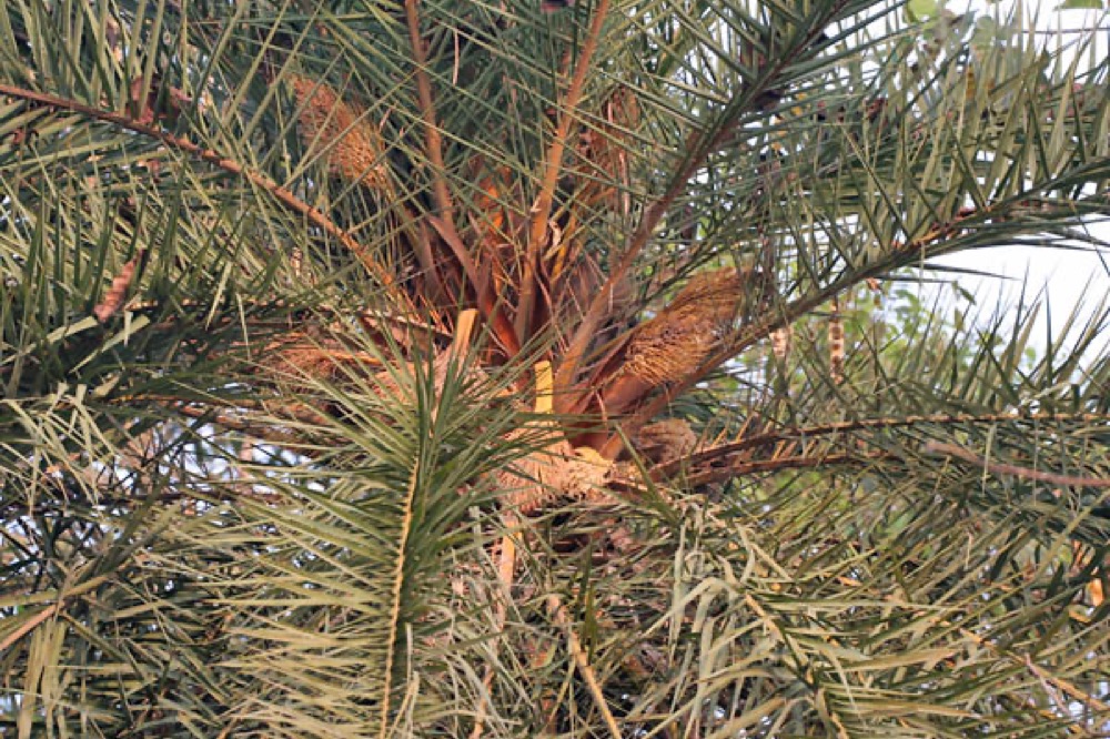 Sylvester Palm