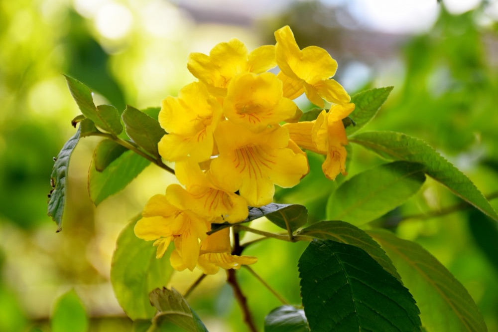 Tecoma Orange