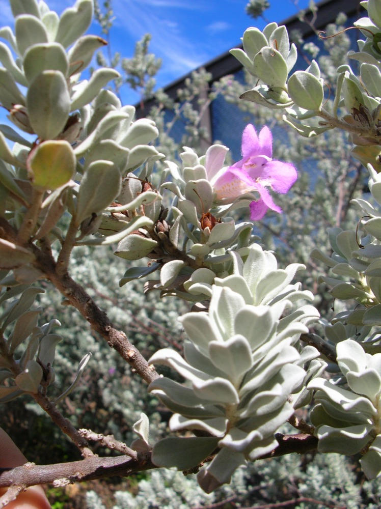 Texas Sage (3 Gallon) for sale at Florida Palm and Plant Co. in SW Florida