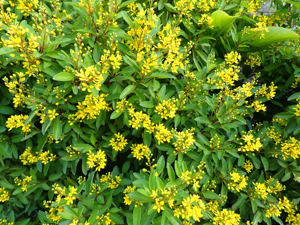 Thryallis (3 Gallon) for sale at Florida Palm and Plant Co. in SW Florida