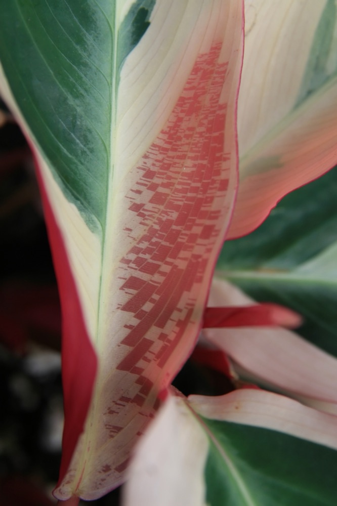 Tricolor Ginger