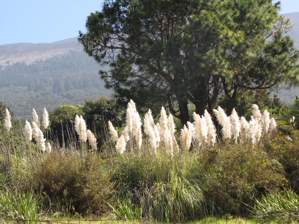 White Pampas Grass