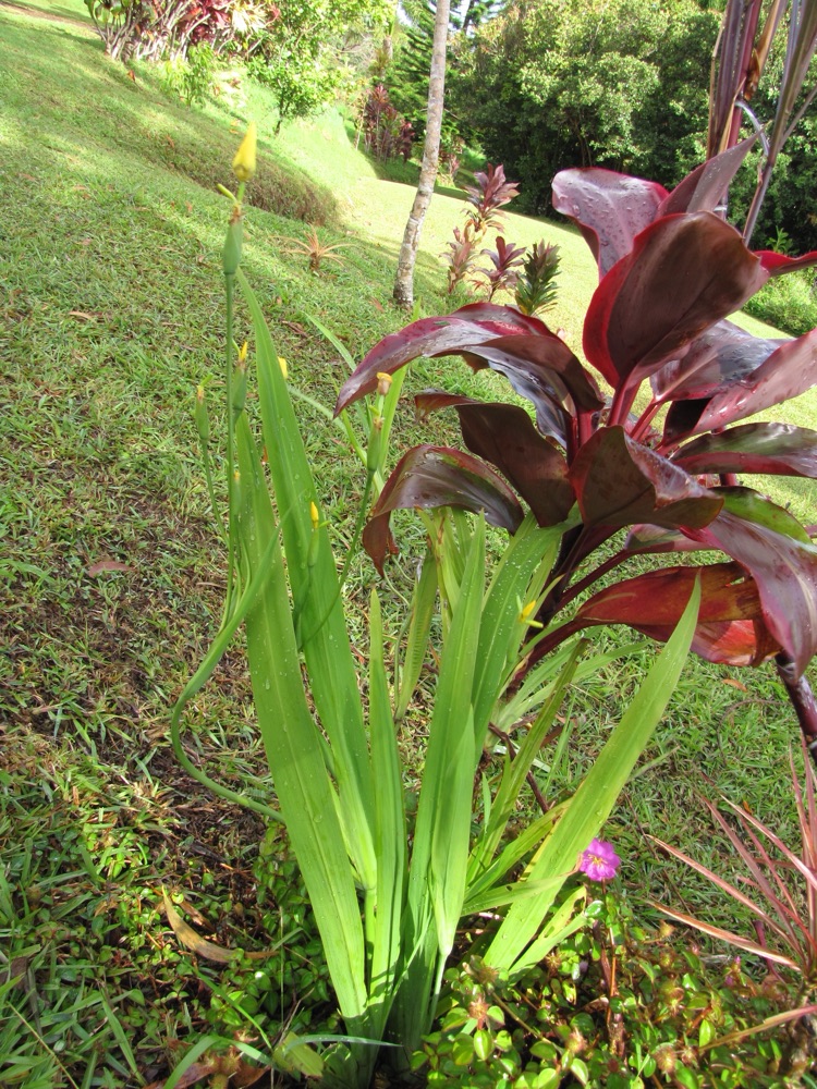 Yellow Iris