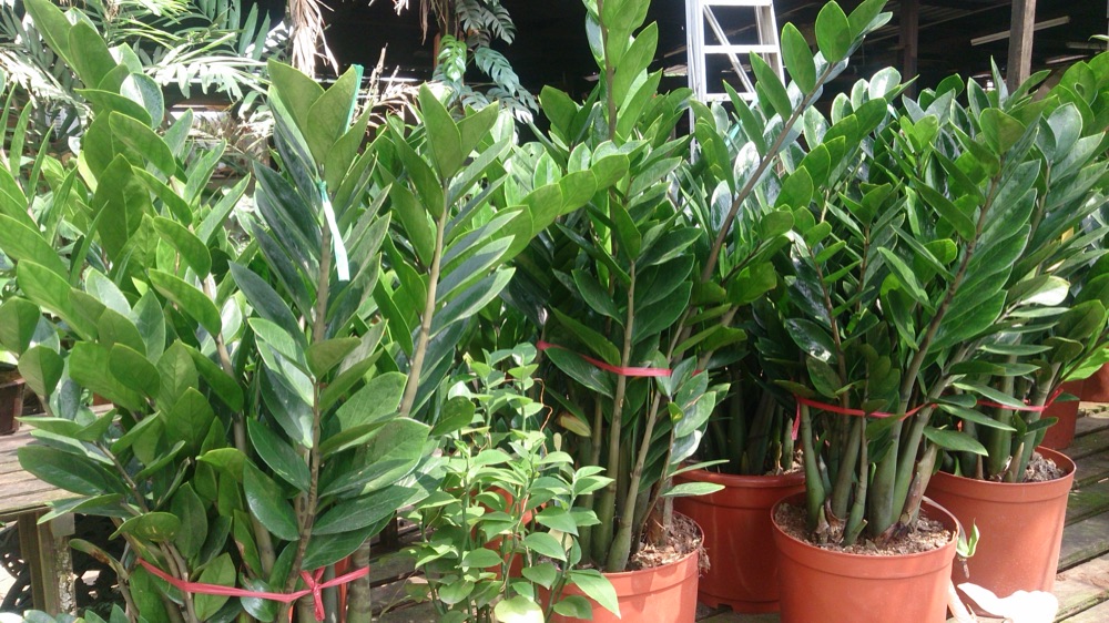 ZZ Plant